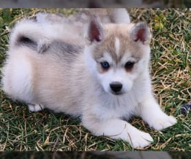 Kleekimo puppies for sale clearance