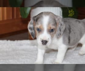 Blue merle beagle hot sale