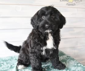 Polynesian water dog outlet