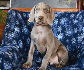 Wormenheimer puppies for sale hot sale