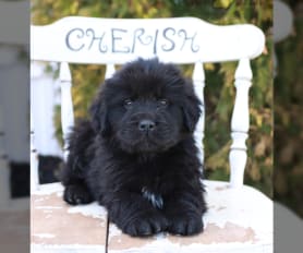 Silver newfoundland puppies for sale outlet