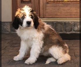 Mini st bernard doodles clearance