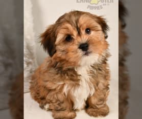 Yorkie chon for sale near me cheap