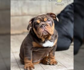 Tri english bulldog price sale