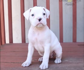 White boxer outlet puppies for sale