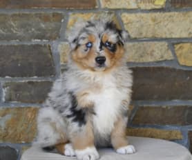 Australian boxherd puppies for sale deals