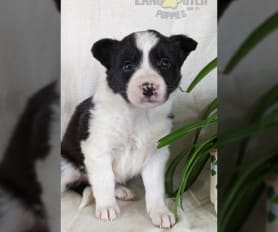 Border collie pitbull mix for sale outlet