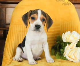 Beagle mix puppies for sale top