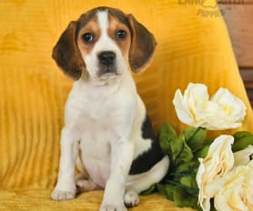 Beagles for sale in durban shop