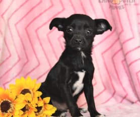 Chihuahua terrier mix puppies for sale clearance