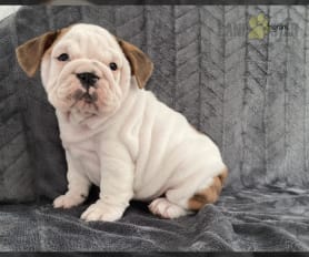 Pugs for sale near me craigslist outlet