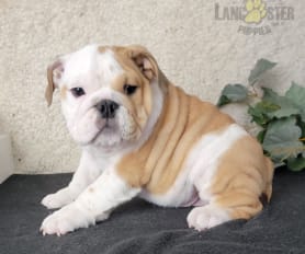 Find english bulldog puppies for sale clearance
