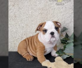 Grey english bulldog store puppies for sale