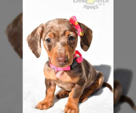 Dapple puppies for sale hotsell