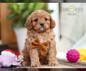 Cavapoo puppies for sale under $500 outlet