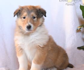 Rough collie mix puppies for sale deals