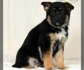 Buy german shepherd puppies online deals