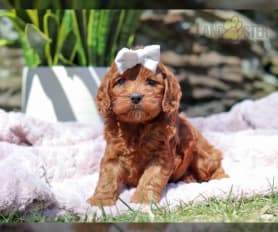 Cockapoo with blue on sale eyes for sale