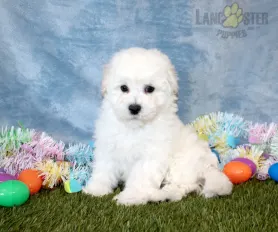 Bichon frise puppies for sale trading post clearance