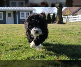 Miniature portuguese water dog for sale outlet