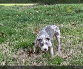 Purebred bully pitbull puppies for sale cheap
