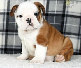 Beagle bulldog mix for sale discount