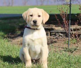 Lab retriever mix for sale outlet