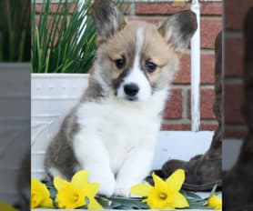 Welsh Corgi Pembroke Puppies for Sale Lancaster Puppies
