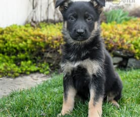 Buy german shepherd puppies online store