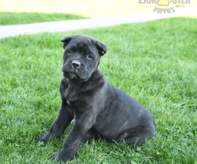 Cane Corso - TCane Corso Criador da raça Cane Corso. Our Kennel. Why Cane  Corso.