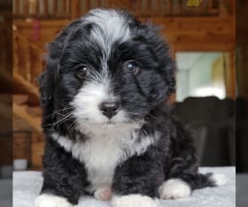 Bernepoo for sale discount