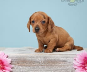 Baby sausage dogs for sale cheap