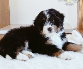 Bernepoo for sale discount