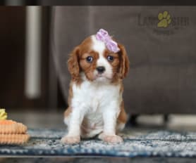 Health tested cavalier king charles puppies for sale 2025