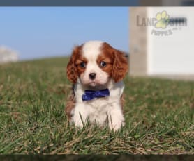 Ex breeding cavaliers for sale top