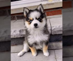 Greenfield puppies pomsky sales