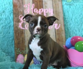 Chocolate boston terrier for sale cheap