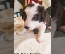 Border Collie Puppies for Sale Lancaster Puppies