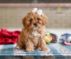 Cavapoo puppies for sale under $500 sales
