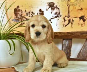 Spaniel dogs for sale sales