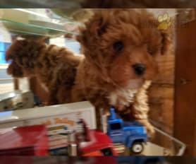 Poodle Miniature Puppies for Sale Lancaster Puppies