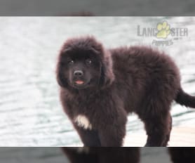 Newfoundland for sale 500 outlet