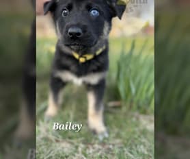 Gerberian Shepsky Puppies for Sale Lancaster Puppies