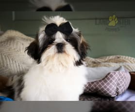 Pedigree shih tzu for sale 2025