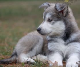Malamute wolf puppies for sale top