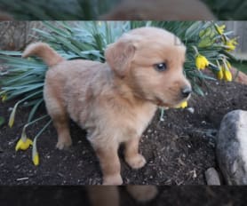 Puppies under 300 clearance