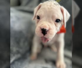 White boxers best sale for sale