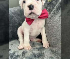 White boxers for sale outlet