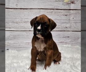 Baby boxers for sale sale