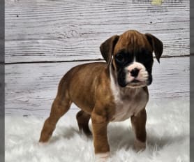 Akc sale marketplace boxers